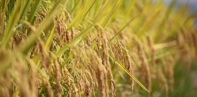 蒼南最新動(dòng)態(tài)，變化中的力量，學(xué)習(xí)鑄就自信與成就