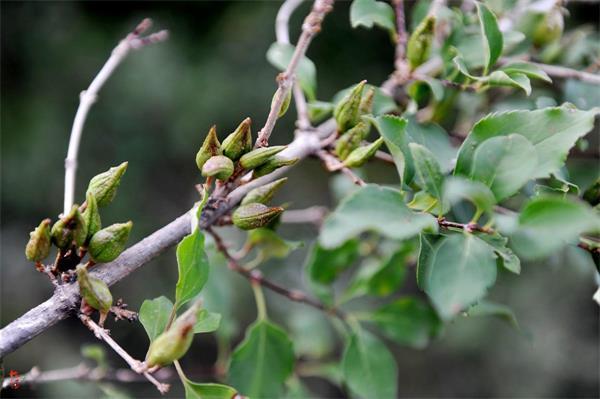 連翹最新價(jià)格走勢(shì)，機(jī)遇中的自信力量與自我成長展望