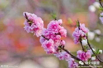 科技巔峰之作桃花開啟未來生活新紀(jì)元，最新章節(jié)預(yù)覽