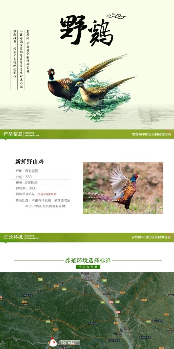 深度剖析，最新山雞的背景、事件與地位概述