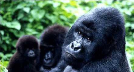 最新滅絕現(xiàn)象的觀點論述分析