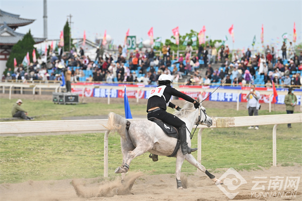 馬王最新動態(tài)，探索馬術(shù)世界的新篇章
