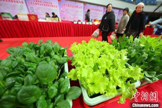 南京最新蔬菜，時代味道與文化脈絡(luò)的融合