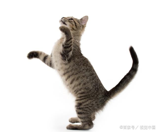 貓咪最新跳轉(zhuǎn)，尋找內(nèi)心平靜的奇妙冒險(xiǎn)之旅