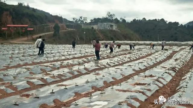 信宜最新肺炎，理解、應對與關愛