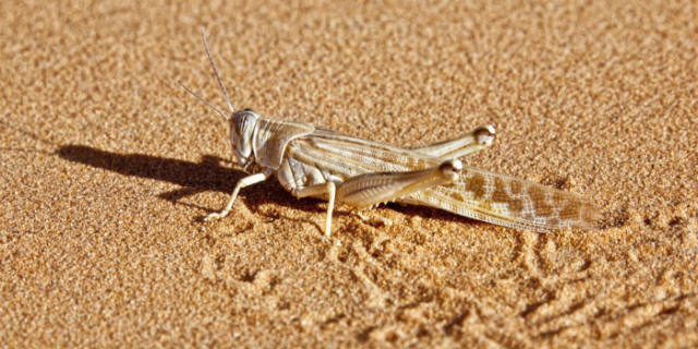 蝗災(zāi)最新動(dòng)態(tài)，科技先鋒引領(lǐng)抗災(zāi)新時(shí)代