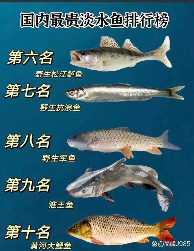 青魚國產(chǎn)最新論述，探索與解析