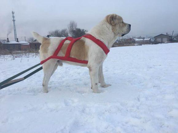 中亞犬，小巷深處的神秘秘境探索