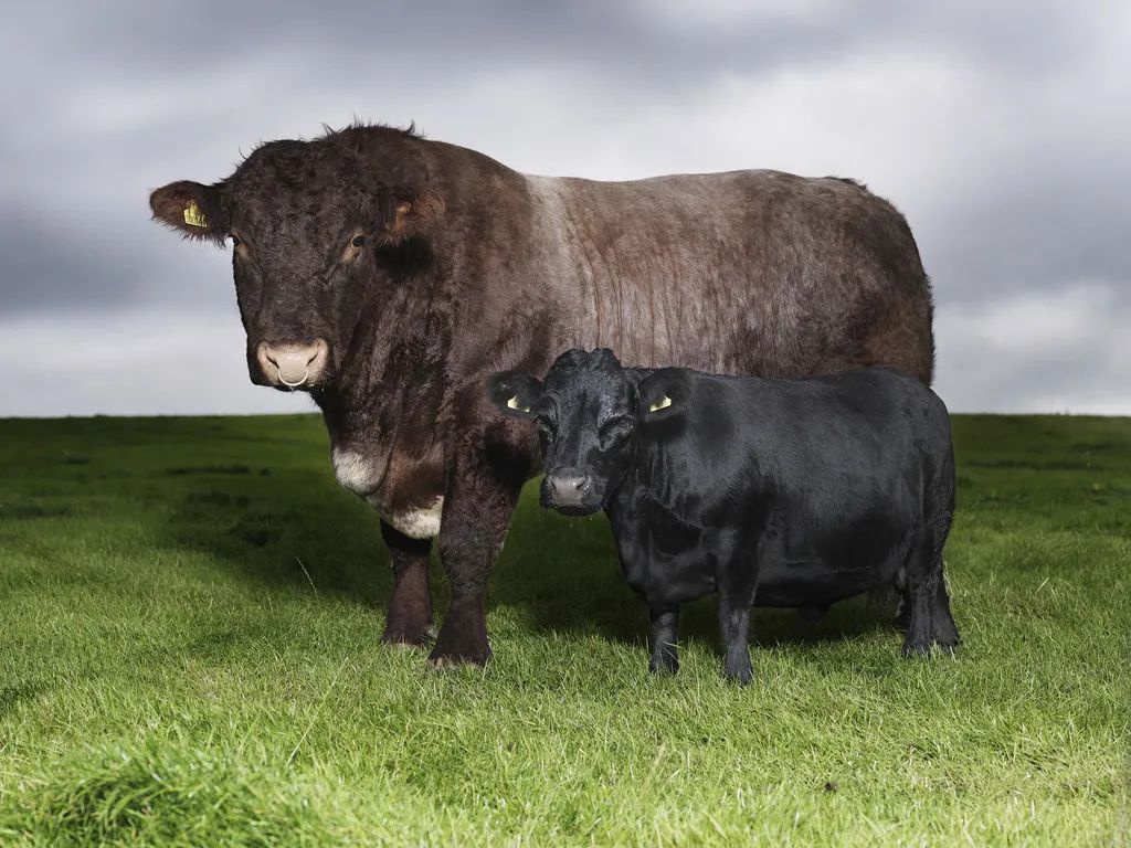 小巷隱藏寶藏，探訪(fǎng)特色小店，領(lǐng)略最牛最新魅力之旅