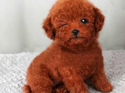 最新小鹿犬，趣事不斷，傳遞溫馨友誼與愛的小使者