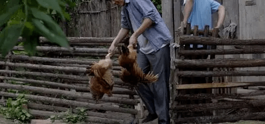 最新版偷雞，從變化中學(xué)習(xí)，擁抱自信，成就非凡之路