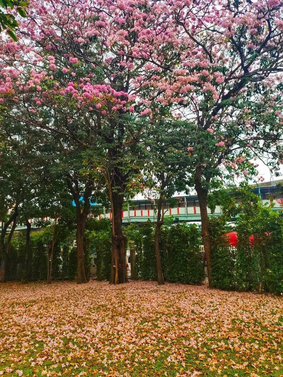 全球最新疫情動態(tài)，變化中的學習之路與自信成就的力量