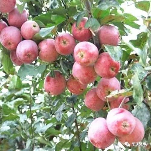 西太后愛心包最新系列，時尚與慈善的完美結(jié)合，展現(xiàn)獨(dú)特魅力風(fēng)采