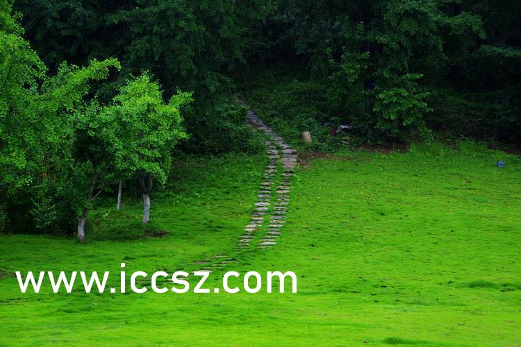 伊人最新一本，日常溫馨趣事與情感紐帶的交織