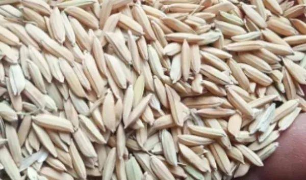 夏鳴星谷子最新科技，點亮生活，科技璀璨引領未來