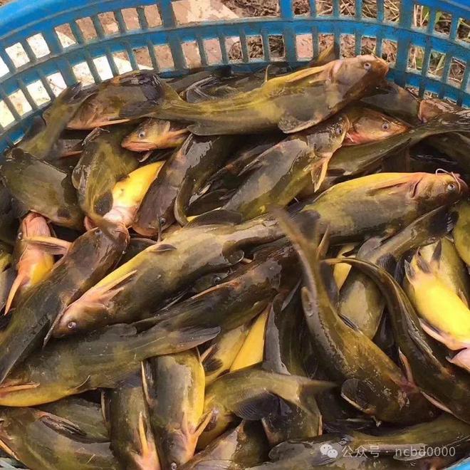 黃顙魚(yú)最新報(bào)價(jià)大全，專(zhuān)業(yè)指南與實(shí)時(shí)更新